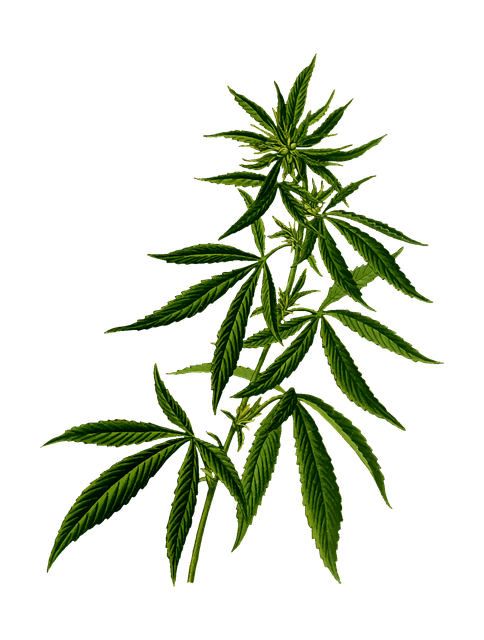 cannabis