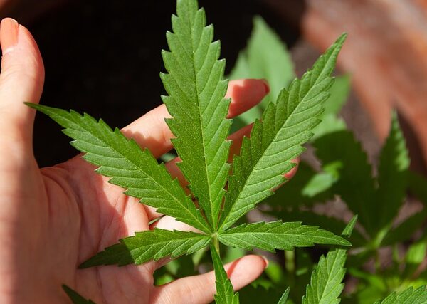 cannabis-640x480-32809696.jpeg