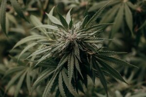 cannabis-640x480-35469837.jpeg
