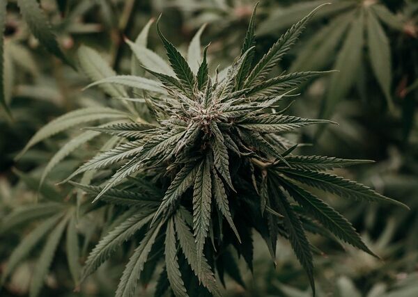 cannabis-640x480-35469837.jpeg