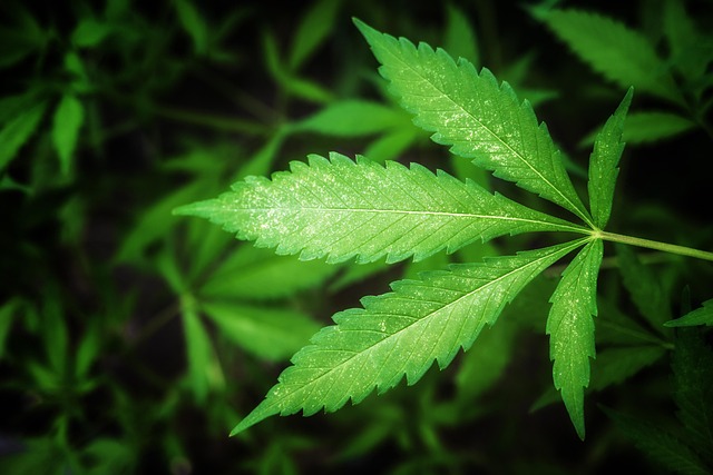 cannabis