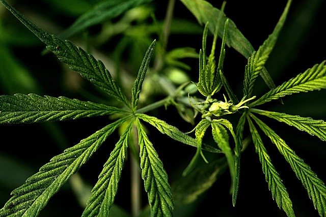 cannabis