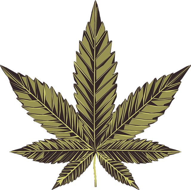 cannabis