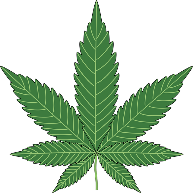 cannabis