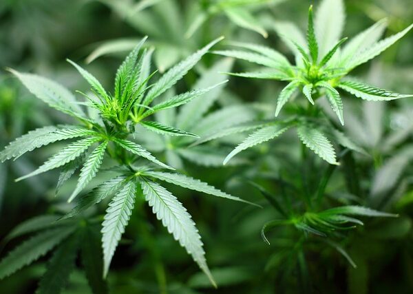 cannabis-640x480-26057064.jpeg