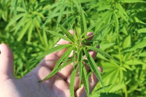 cannabis-640x480-28053397.jpeg