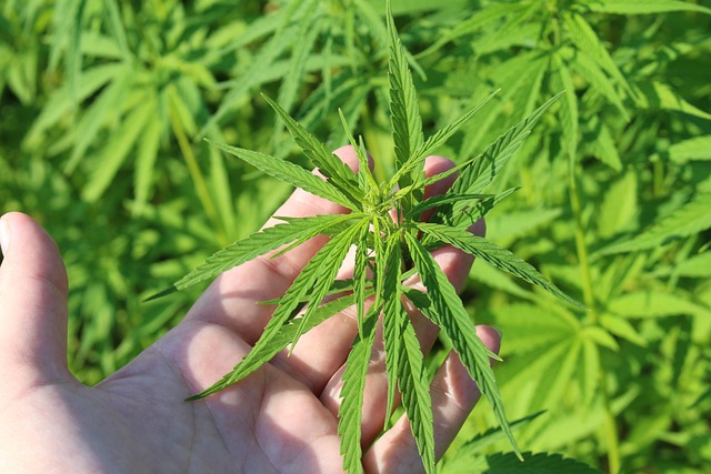 cannabis-640x480-28053397.jpeg