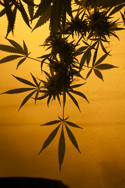 cannabis