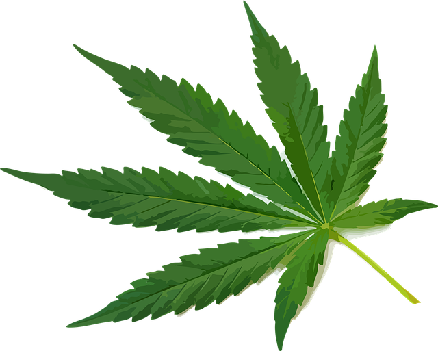 cannabis