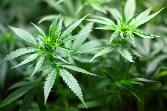 cannabis-640x480-92187927.jpeg
