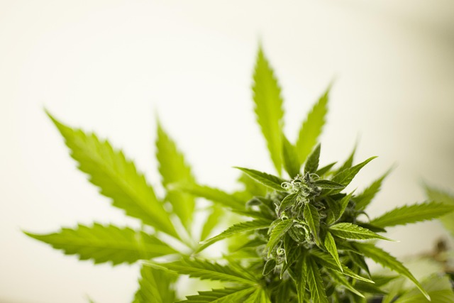 cannabis