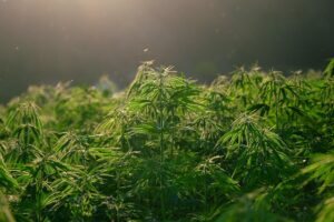 cannabis-640x480-4251041.jpeg