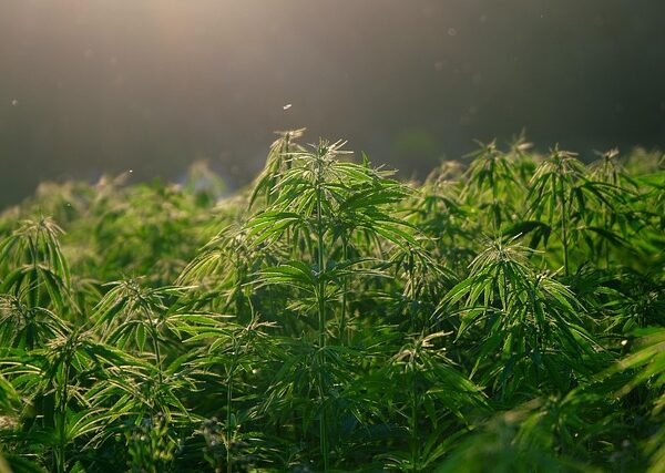 cannabis-640x480-4251041.jpeg