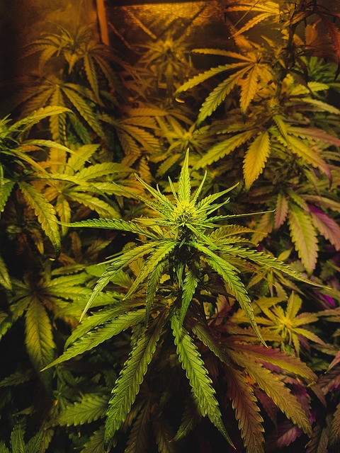 cannabis