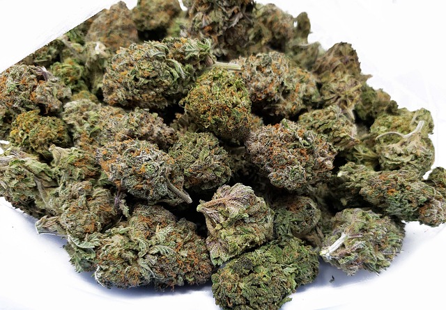 cannabis