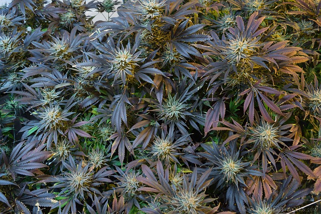 cannabis