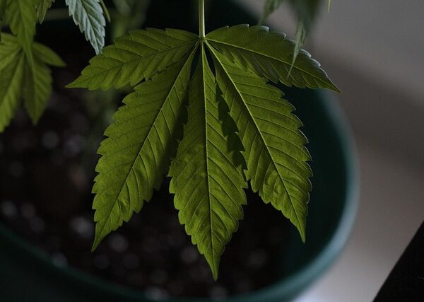cannabis-640x480-827532.jpeg