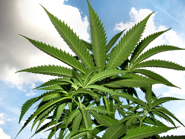 cannabis