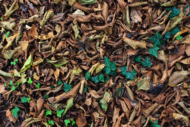 Carpet Denver