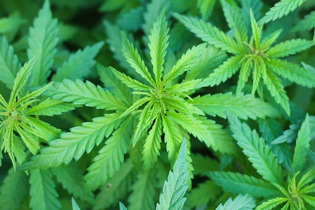 Marijuana Defense Lawyer Colorado