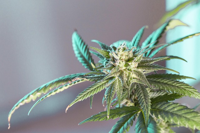 marijuana-defense-lawyer-colorado-640x480-94642666.jpeg