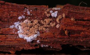 mold-inspection-denver-640x480-65904891.jpeg