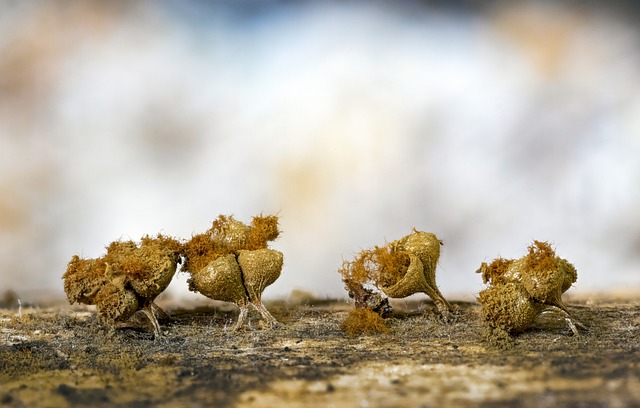 Mold Inspection Denver