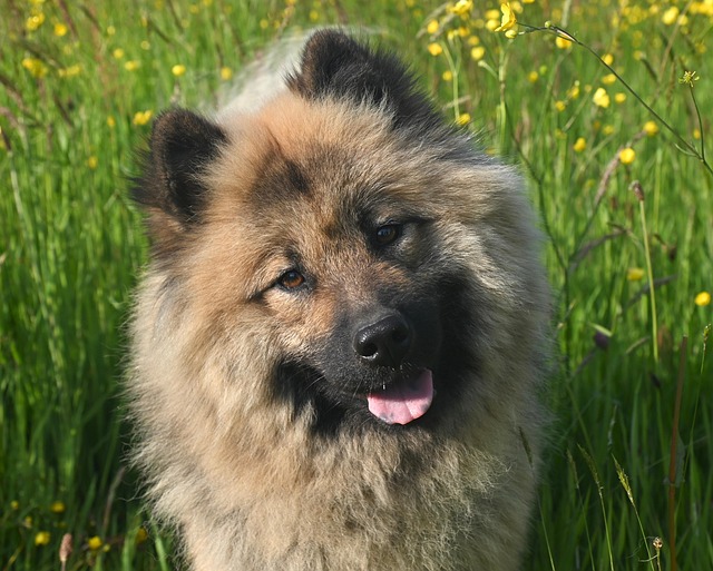 Pet-Friendly Flooring Denver