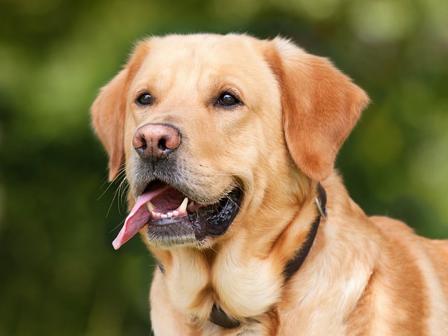 pet-friendly-flooring-denver-640x480-62822958.jpeg