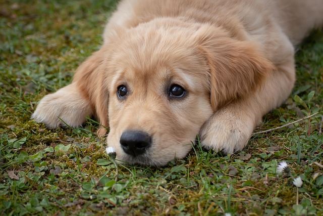 pet-friendly-flooring-denver-640x480-89226977.jpeg