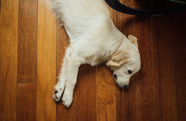 Refinish Hardwood Floors Denver