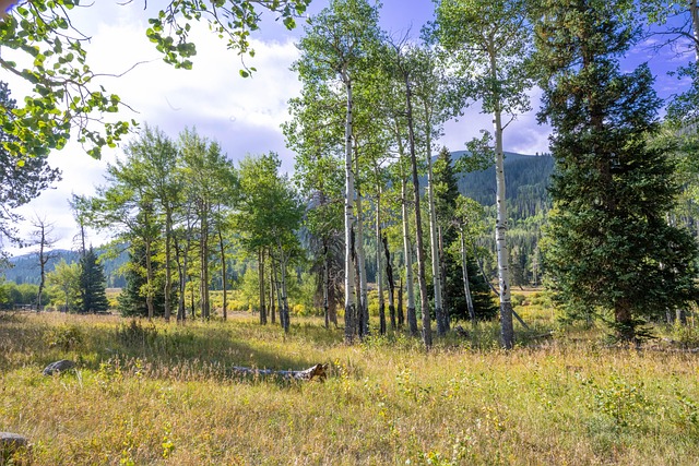 Second DUI Attorney Colorado