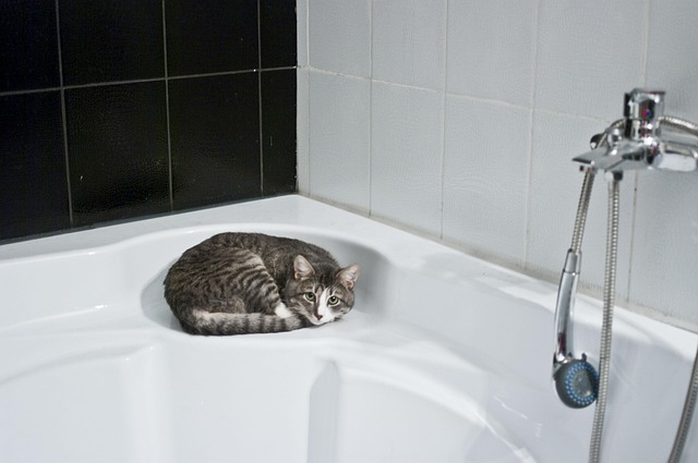 Shower Plumbing Services Arvada