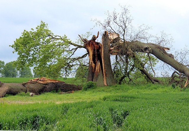 Water Damage Cleanup Denver