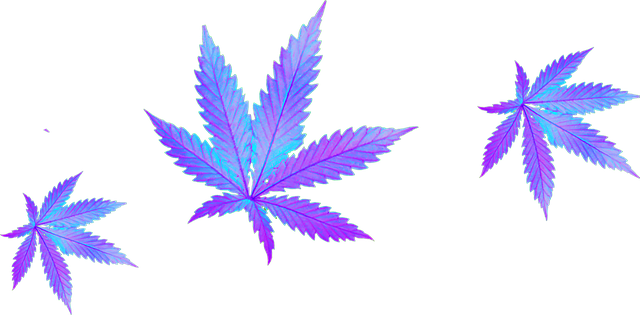 cannabis