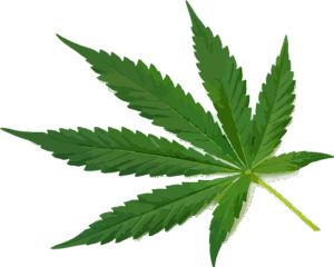 cannabis-640x480-80694405.png