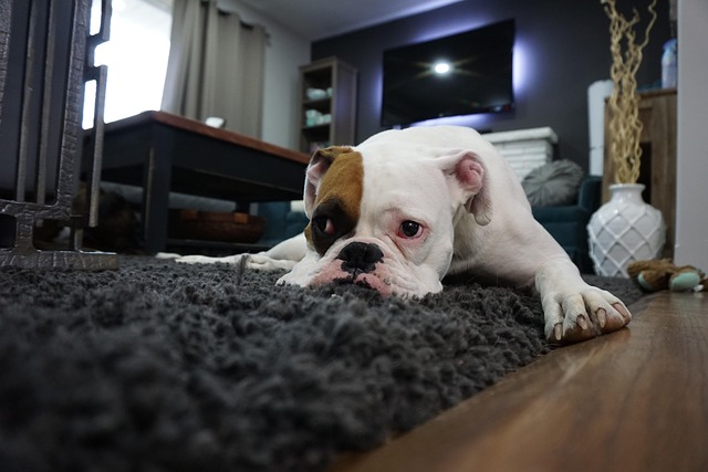 Carpet Repair Denver