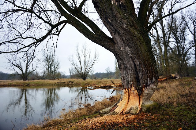 Denver Flood Damage Restoration