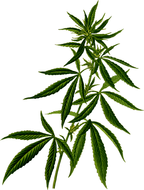 Drug Trafficking Lawyer Denver