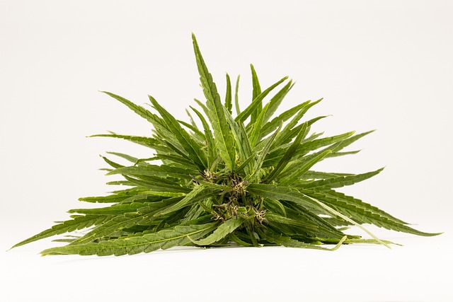 Drug Trafficking Lawyer Denver