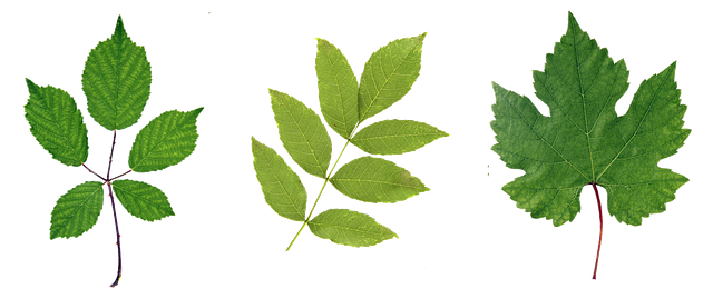 Eco-Friendly Flooring Denver