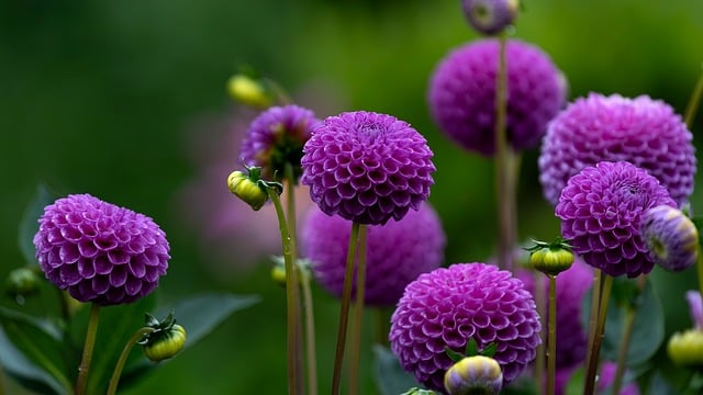 Eco-Friendly Flooring Denver