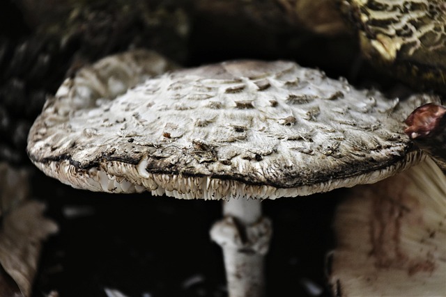 Hardwood Flooring Denver