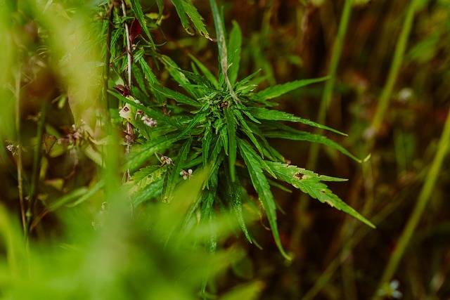 Marijuana Defense Lawyer Colorado