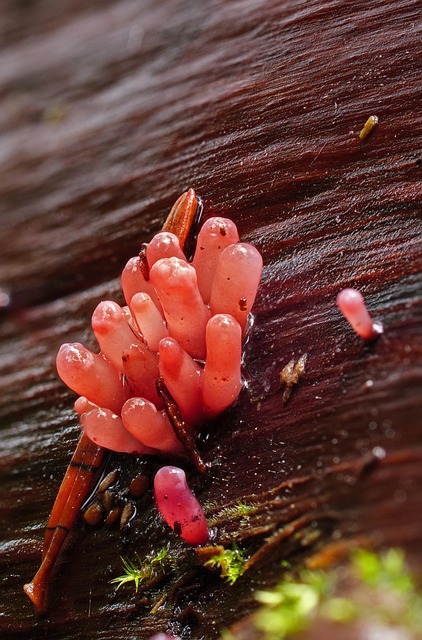 Mold Remediation Denver