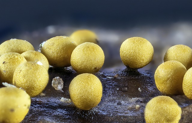 Mold Remediation Denver