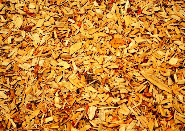 pet-friendly-flooring-denver-640x480-23189023.jpeg