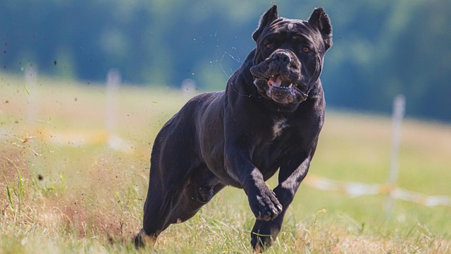 Pet-Friendly Flooring Denver