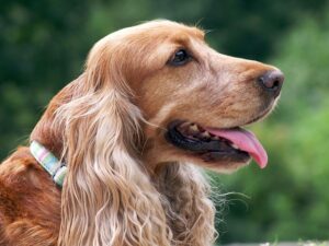 pet-friendly-flooring-denver-640x480-54046024.jpeg
