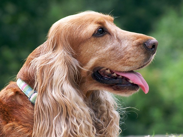 pet-friendly-flooring-denver-640x480-54046024.jpeg